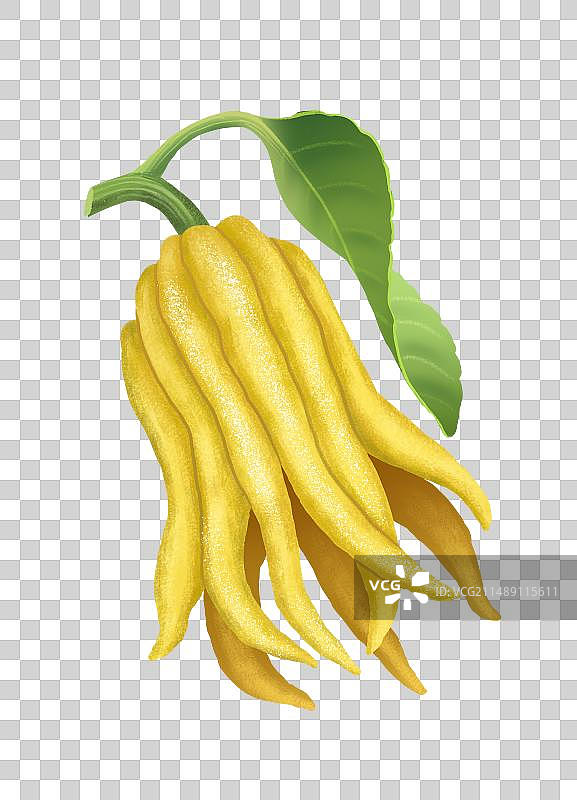 金佛手图片素材