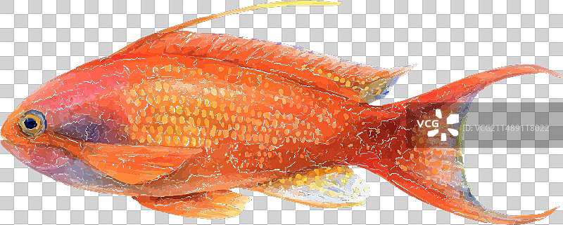 白色背景上的金色金花鲈鱼水彩画图片素材