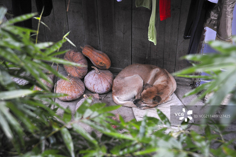 农村小院睡觉的狗与南瓜图片素材