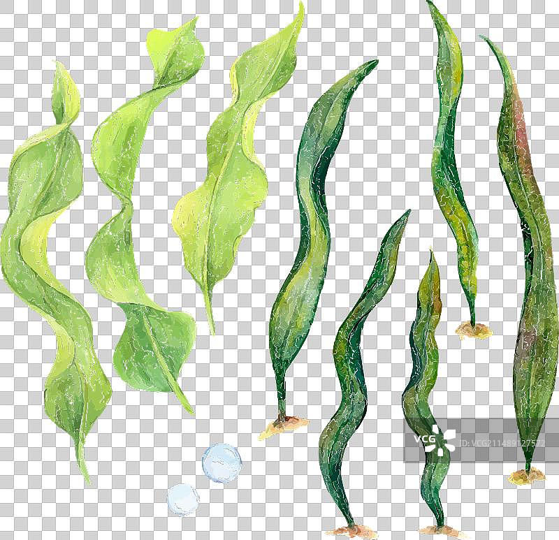 水彩画：摇曳的带状藻类图片素材