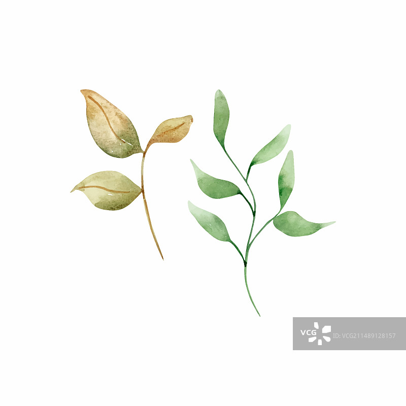 水彩画：柔嫩的树枝与叶子图片素材