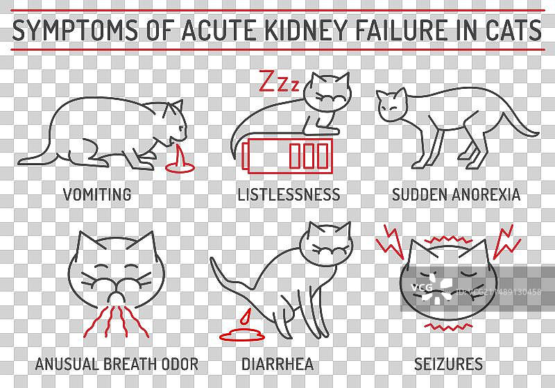 猫急性肾功能衰竭的症状图片素材