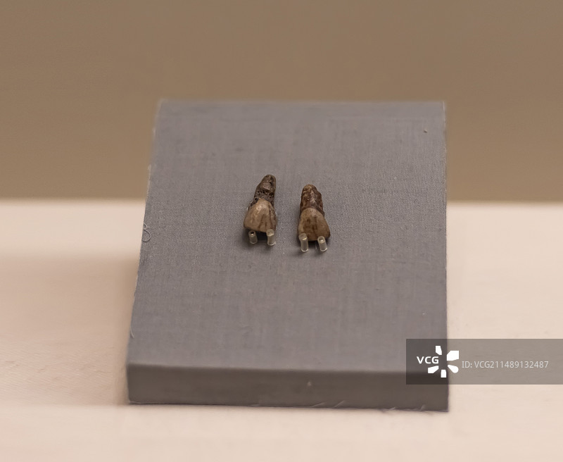 元谋人上门齿 旧石器时代早期 1965年云南元谋上那蚌出土 中国国家博物馆图片素材