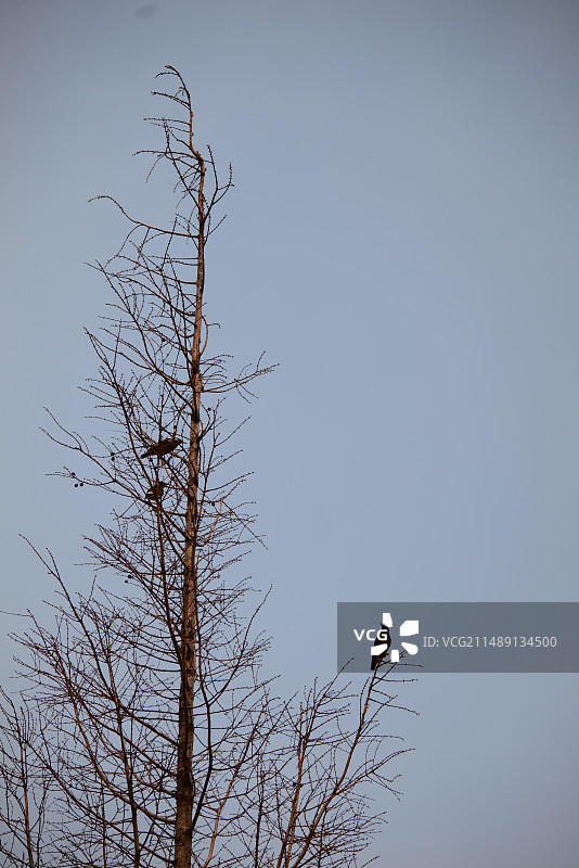 树枝上的鸟乌鸦图片素材
