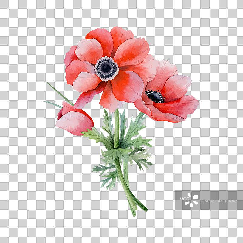 红色银莲花花束水彩草图图片素材