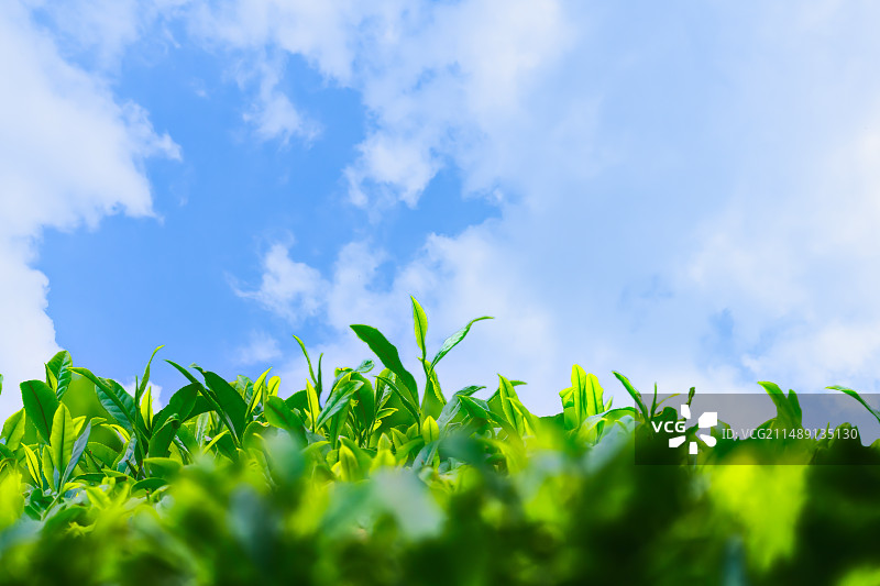 春天的茶树嫩芽图片素材