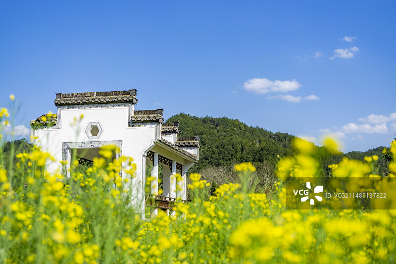 安徽歙县昌溪景区晴朗天空下油菜花田里的徽派建筑图片素材