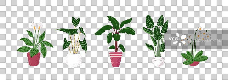 各种室内盆栽植物图片素材