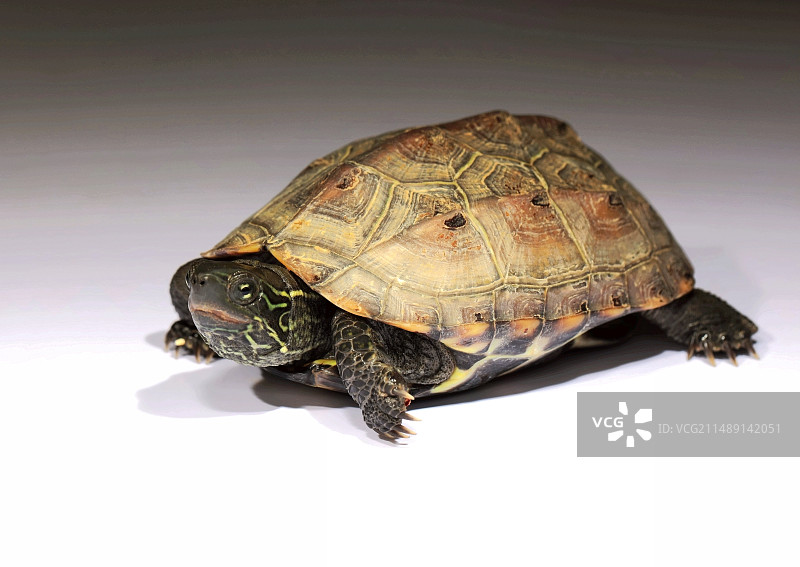 中华草龟图片素材