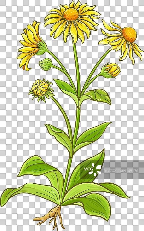 彩色详细的山金车植物图片素材