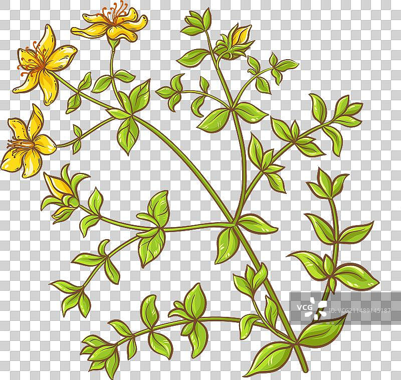 彩色款冬蒲公英植物图片素材