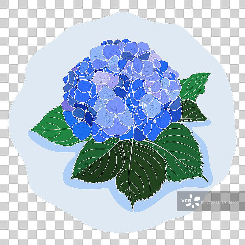 盛开的蓝色绣球花植物轮廓图片素材