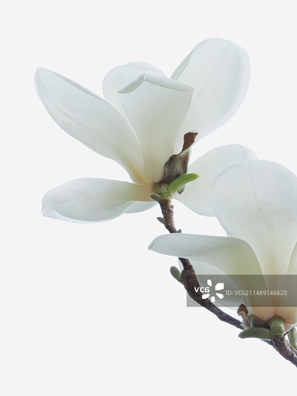 白玉兰图片素材