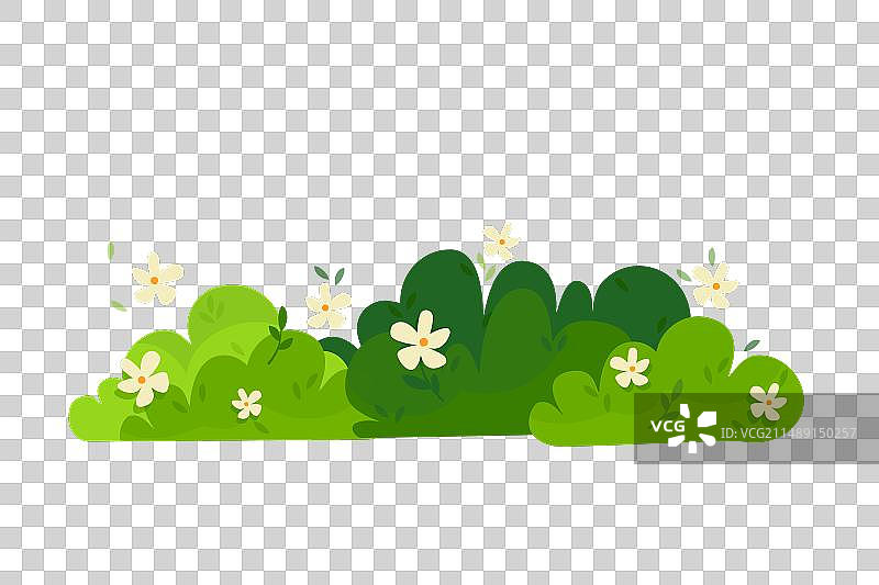 白色背景上的灌木丛，绿色灌木开花图片素材