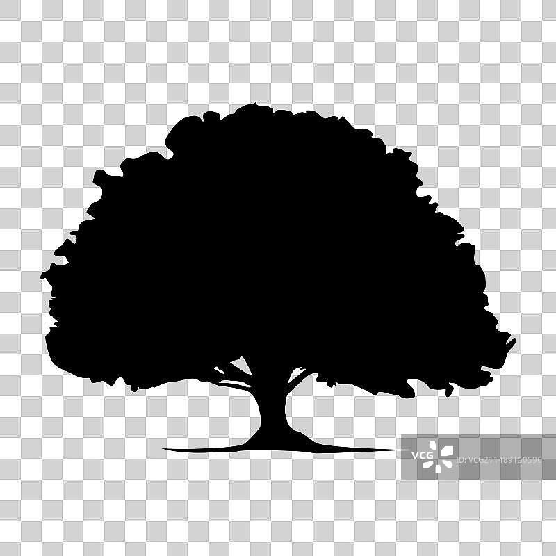 白色背景上的橡树轮廓图片素材