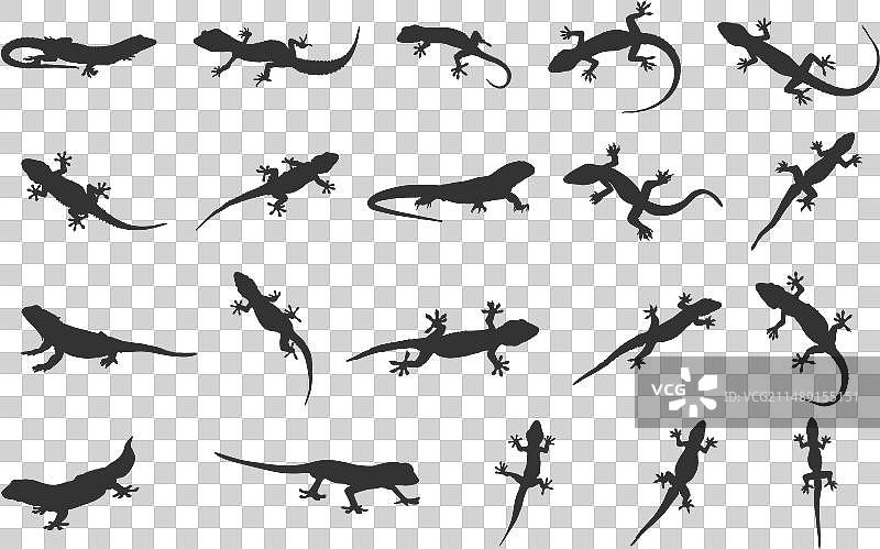 蜥蜴剪影壁虎图片素材