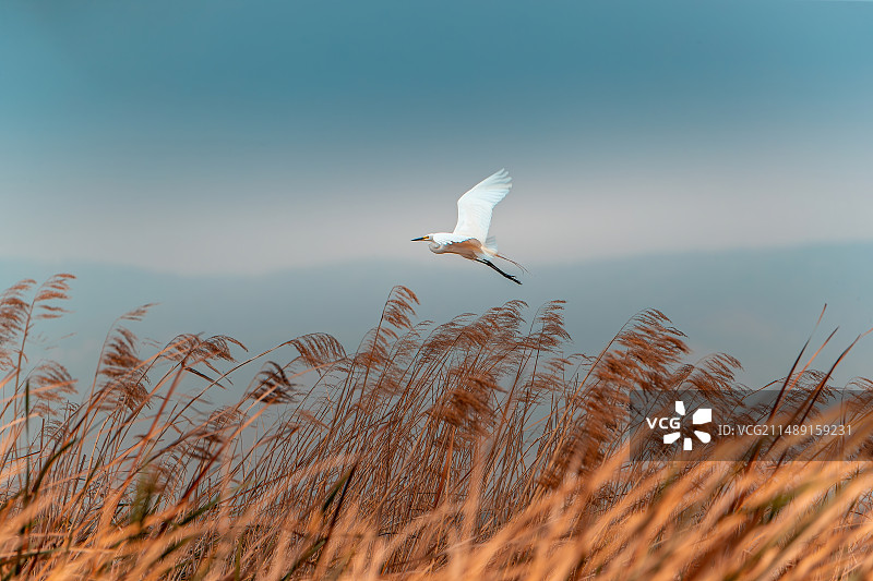 草上飞图片素材