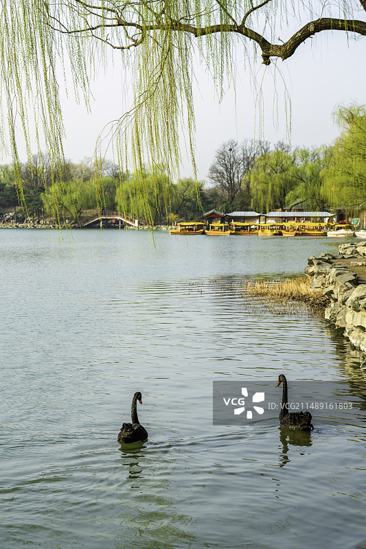 圆明园遗址公园春色图片素材