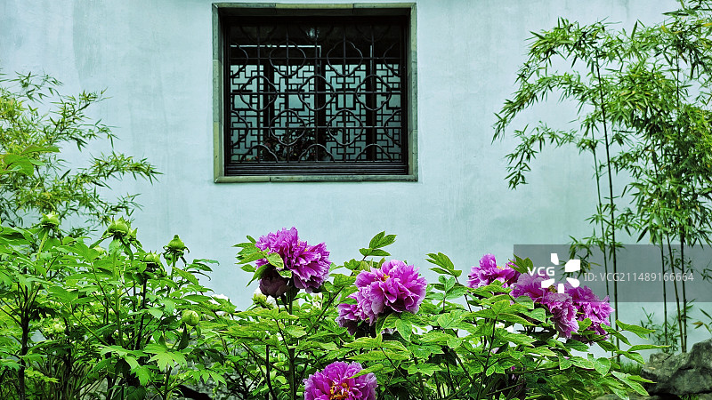 窗前牡丹红图片素材