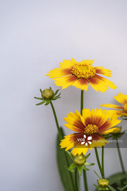 2024大湾区花展-金鸡菊图片素材