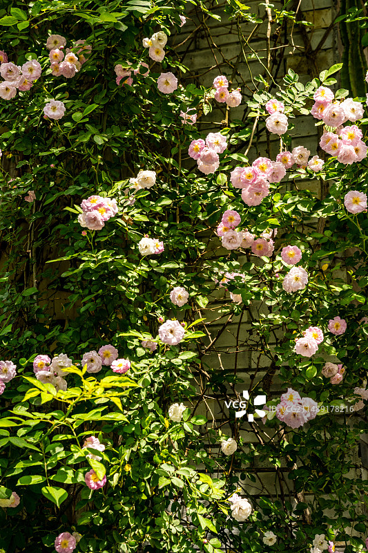 2023.4.16淅江丽水古堰画乡图片素材