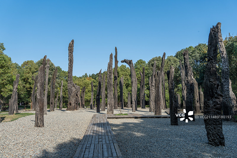 四川成都青羊区金沙遗址博物馆乌木林图片素材