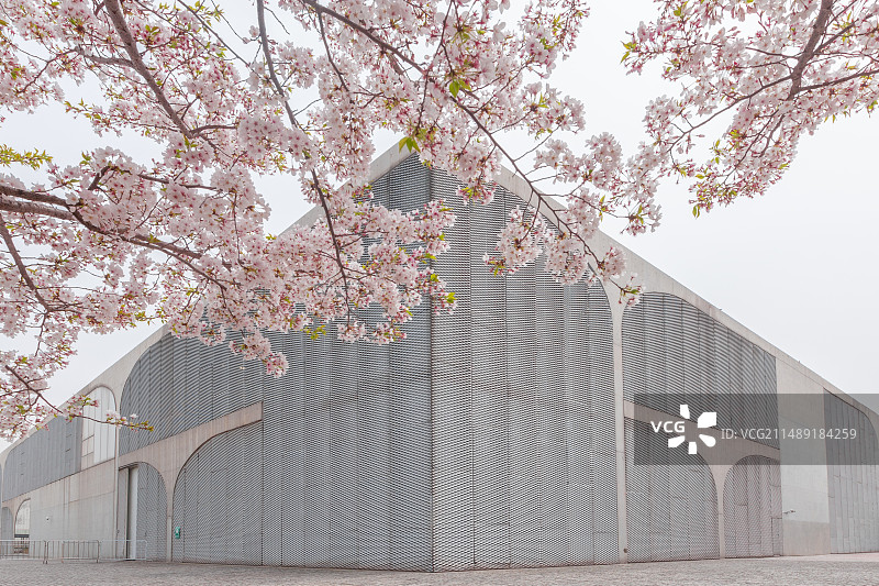 上海 龙美术馆 樱花图片素材
