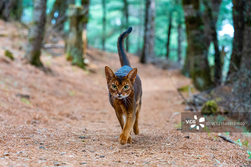 阿比西尼亚猫在户外玩耍图片素材