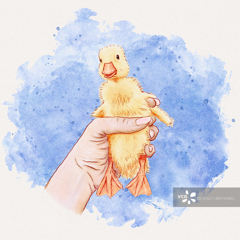 可爱的黄色小鸭图片素材