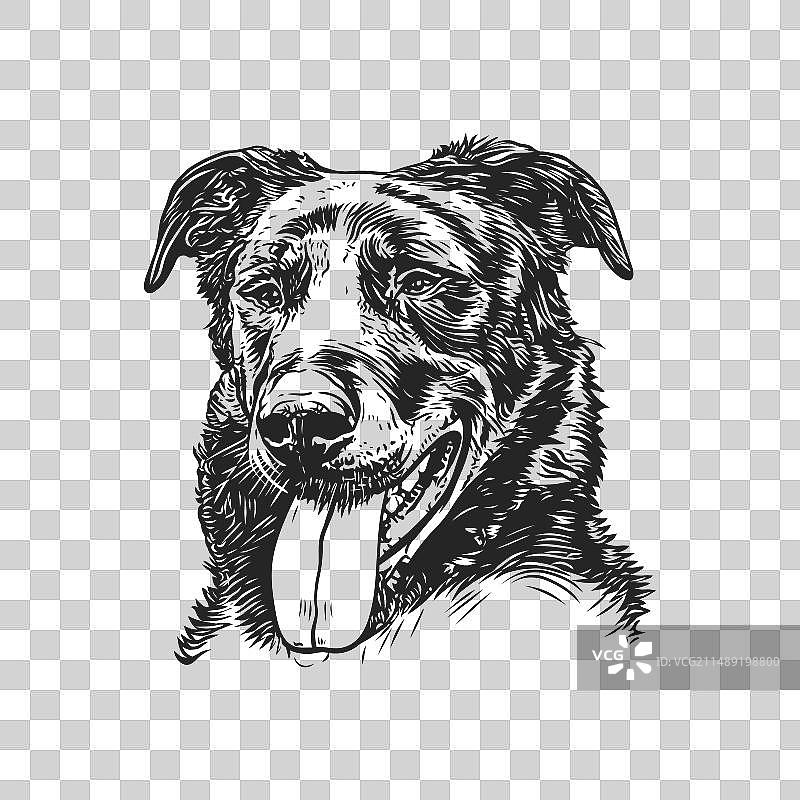 黑白照片：一只咧嘴笑的狗图片素材