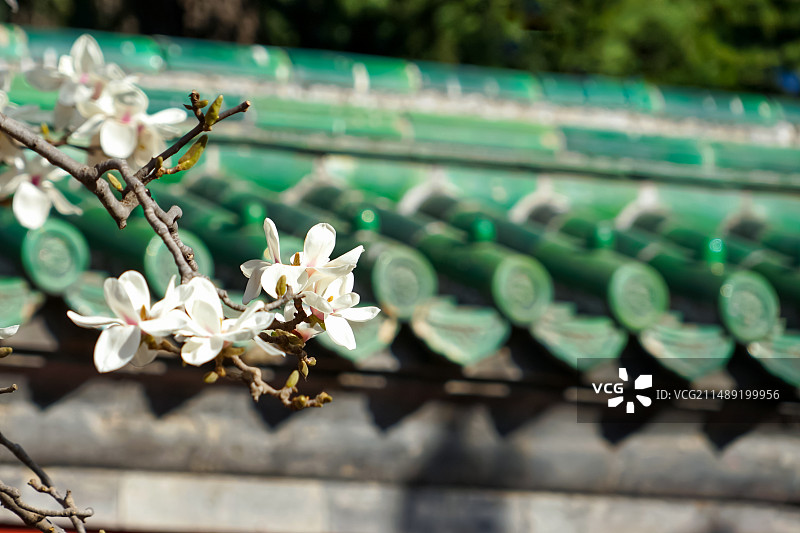 春天天坛斋宫玉兰花与屋檐图片素材