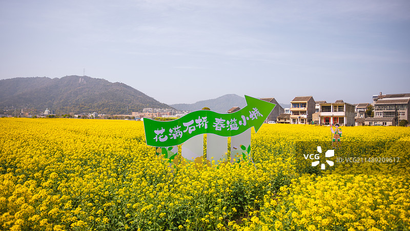 浙江·台州（温岭）｜温岭市文化艺术季暨石桥头镇第二届油菜花观赏季｜花满石桥，春溢小城图片素材