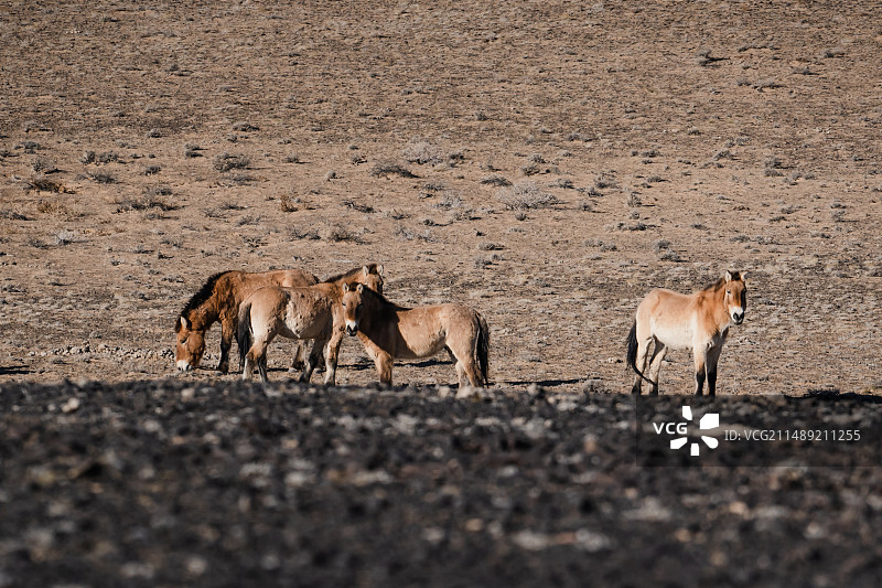 新疆卡拉麦里山的普式野马图片素材