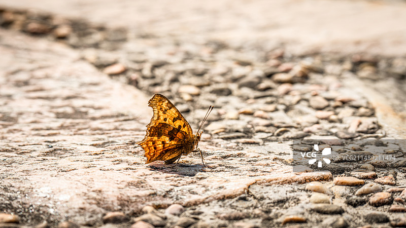黄色蝴蝶停留特写图片素材