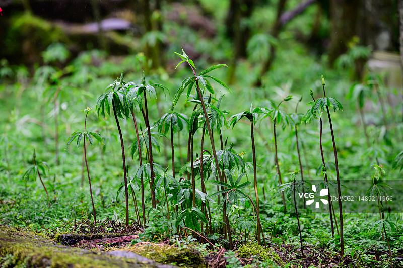 名贵中药材重楼生长开花图片素材