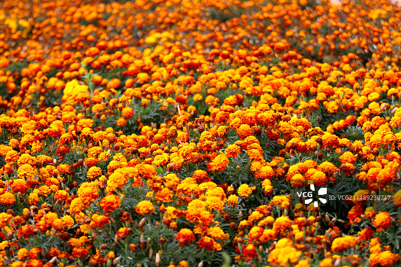 收获的季节图片素材