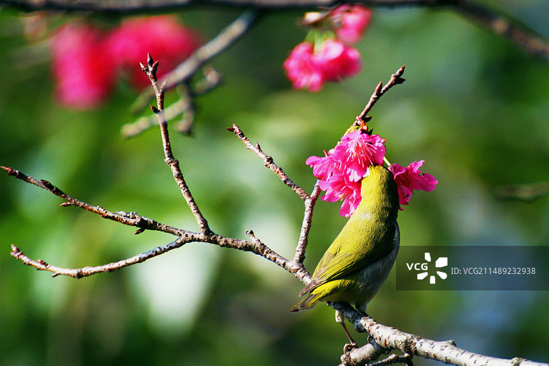 春意浓图片素材