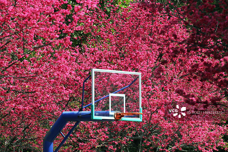 春色正当时图片素材