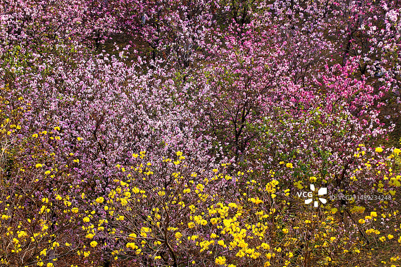 春色满园图片素材
