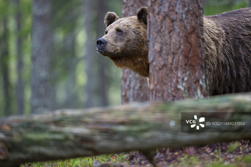 欧亚棕熊图片素材