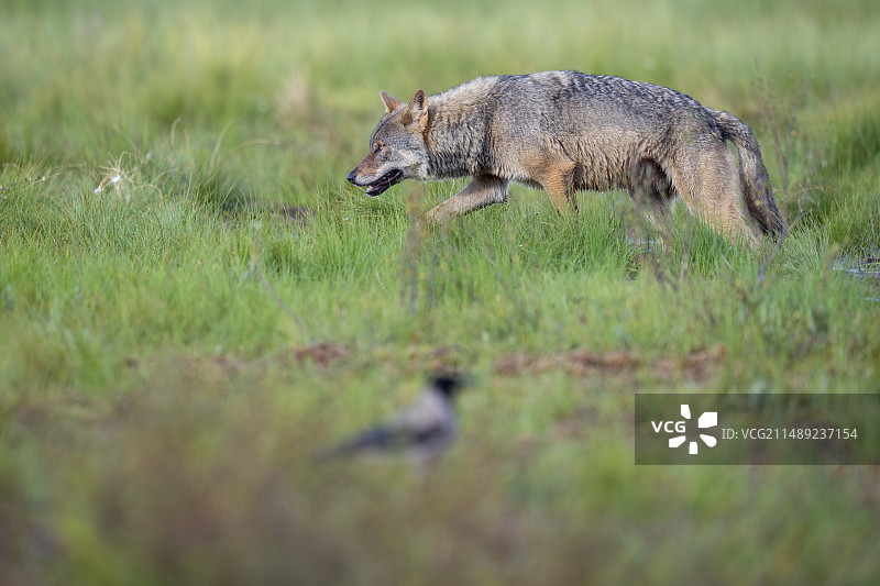 欧亚狼（Canis lupus）图片素材