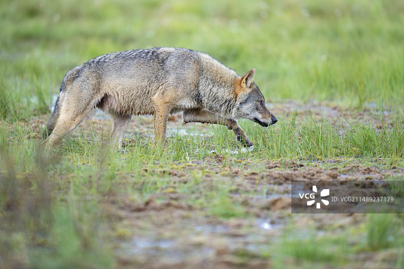 欧亚狼（Canis lupus）图片素材