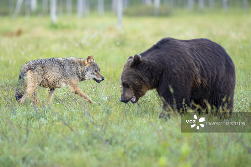 欧亚狼和棕熊图片素材