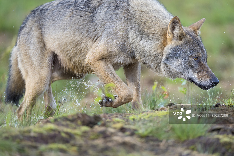 欧亚狼（Canis lupus）图片素材