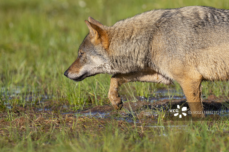欧亚狼（Canis lupus）图片素材