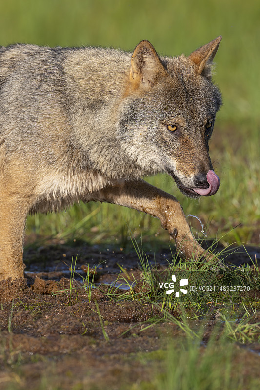 欧亚狼（Canis lupus）图片素材