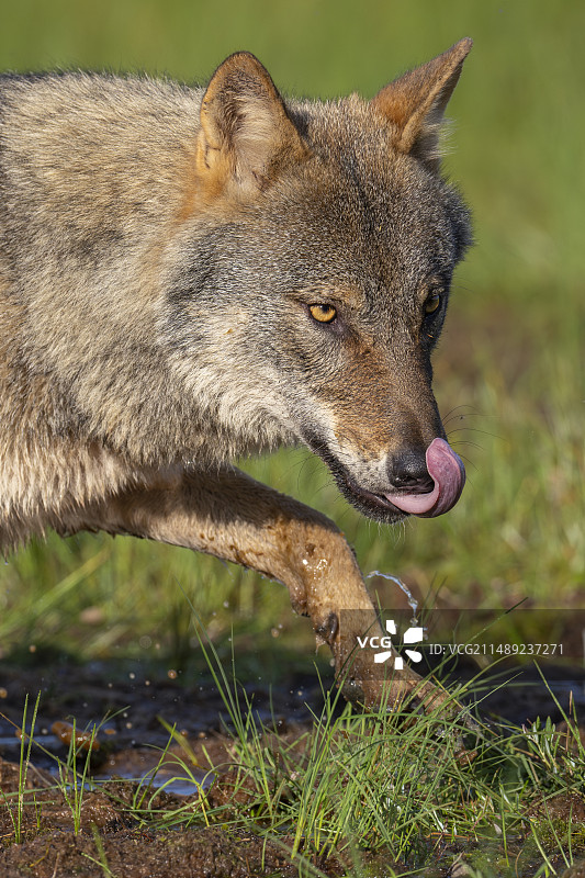 欧亚狼（Canis lupus）图片素材