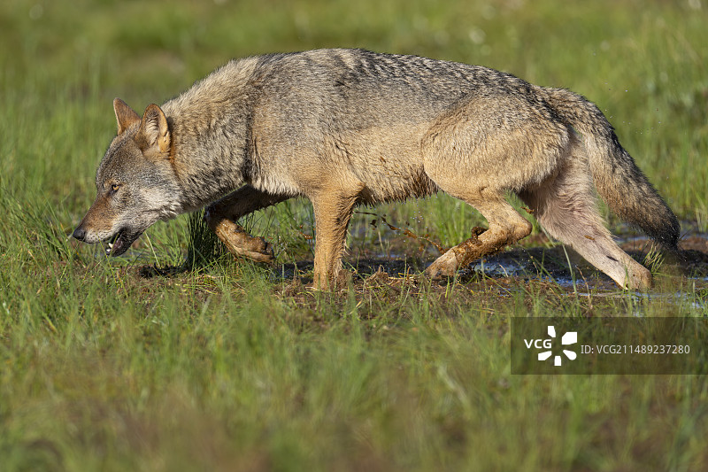 欧亚狼（Canis lupus）图片素材