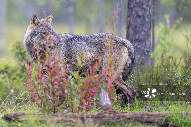 欧亚狼（Canis lupus）图片素材