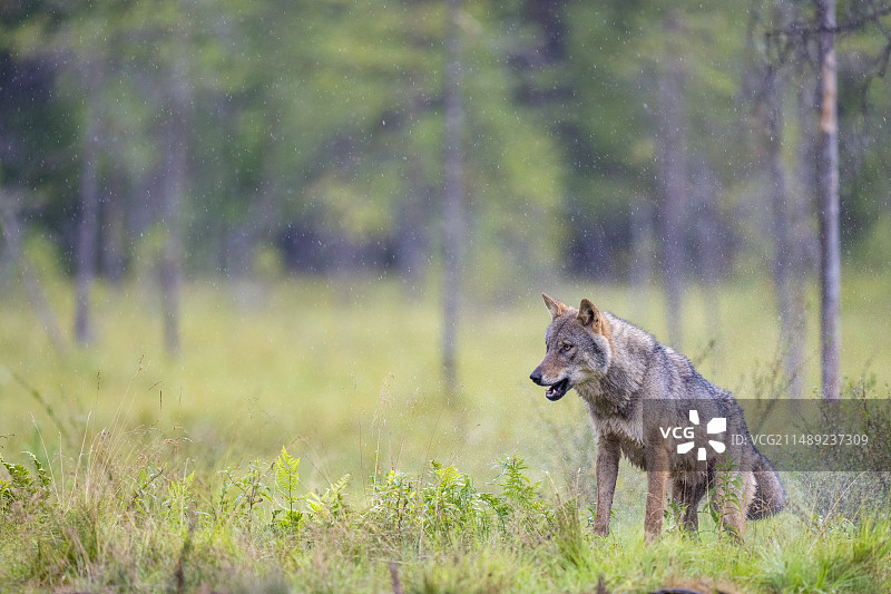 欧亚狼（Canis lupus）图片素材